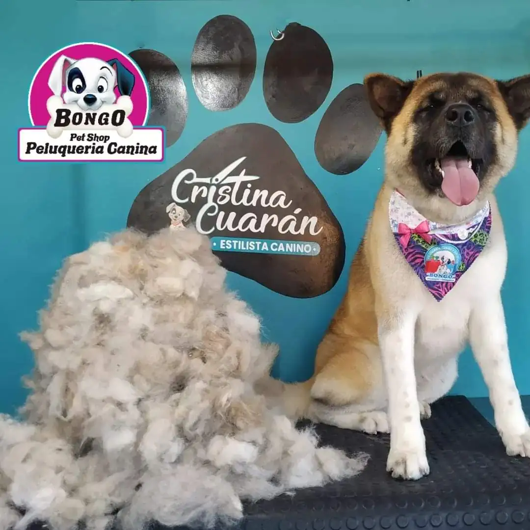 DESLANADO EN PERROS DE PELO LARGO, pelaje de doble capa