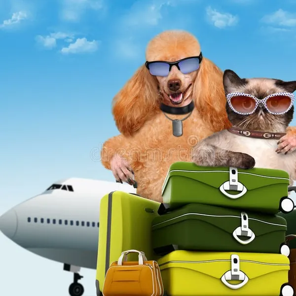 TRANSPORTADORES