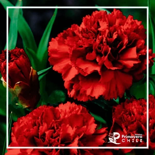 Semillas Clavel Gigante Rojo