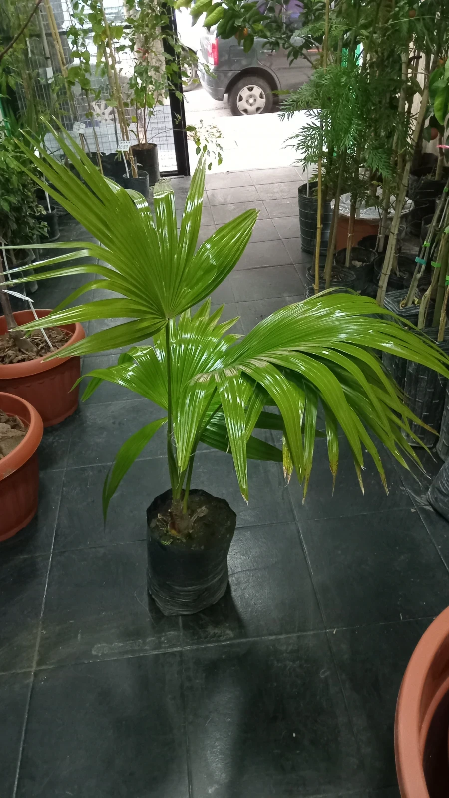 Whashingtonia 120cm