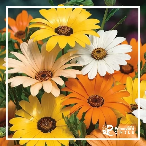 Semillas Dimorfoteca African Daisy