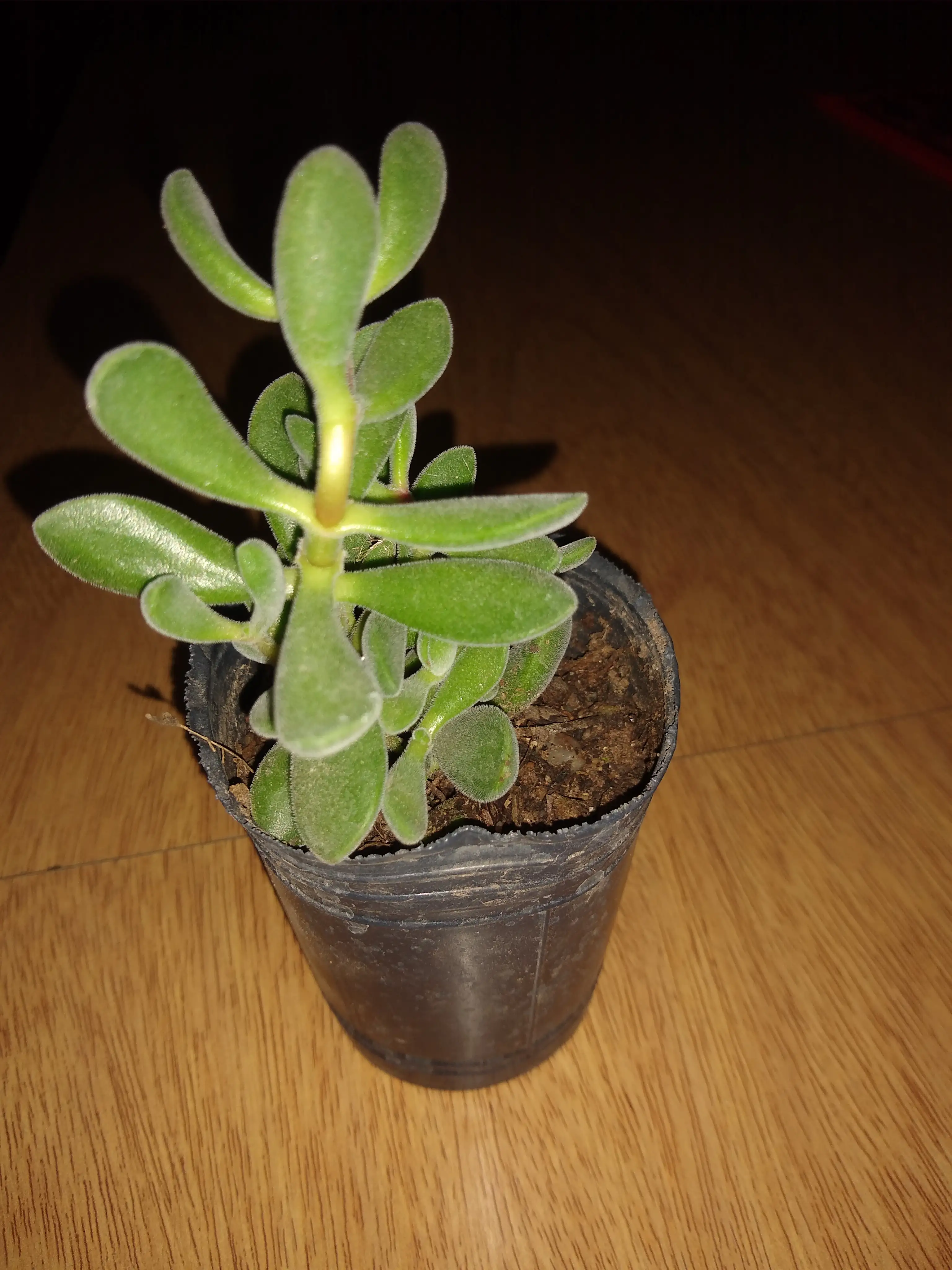 Crassula Lanuginosa