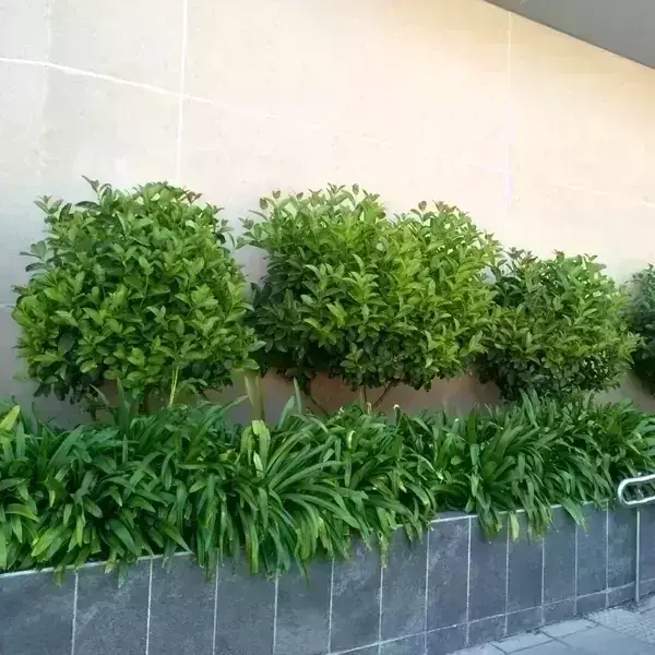 Viburno Mascantha Grande