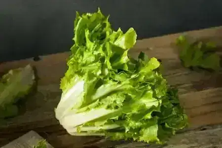 LECHUGA ESCAROLA