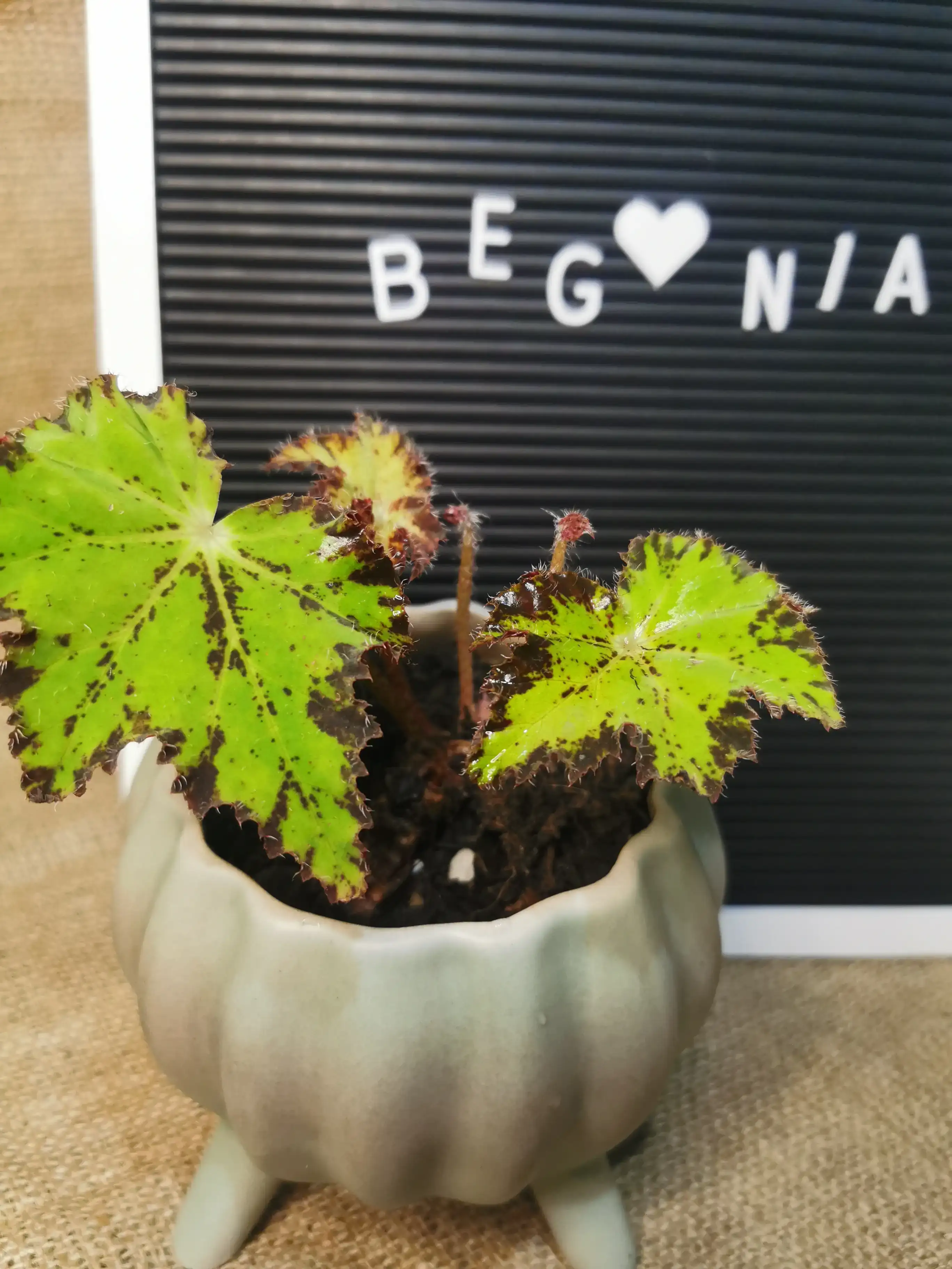 BEGONIA CLEOPATRA CLARA