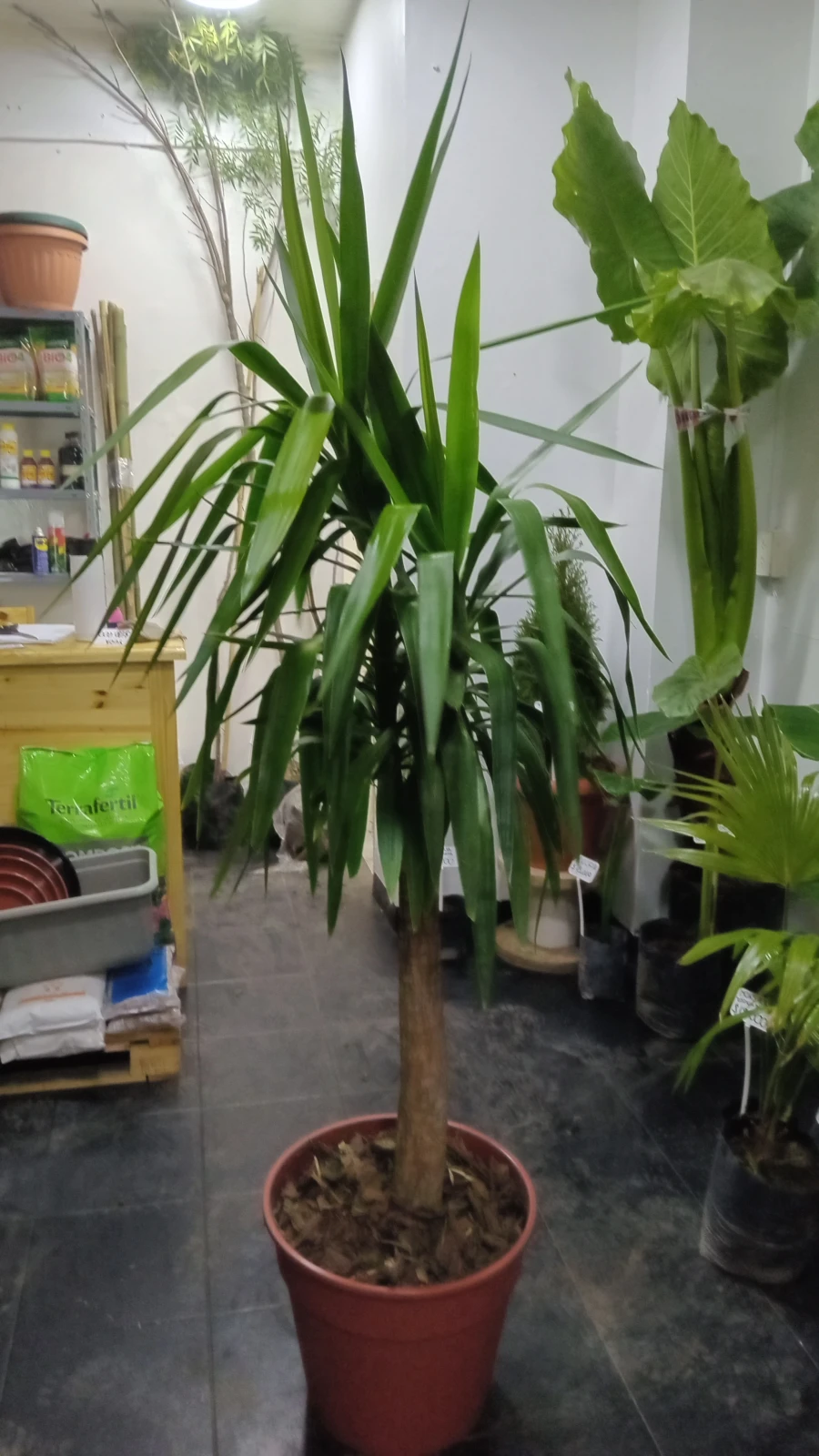 Yuca Palma 3