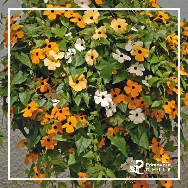 Semillas Thunbergia Ojos del Poeta