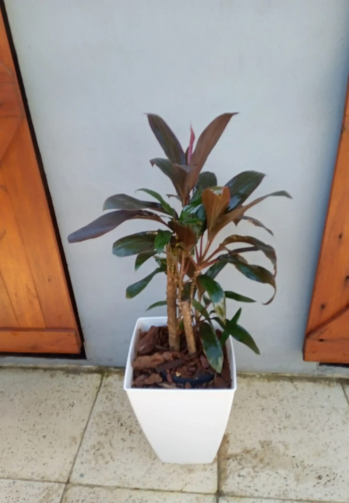 Dracena Rubra 4