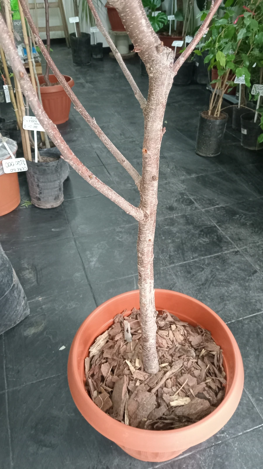 Cerezo Arbol Grande 4