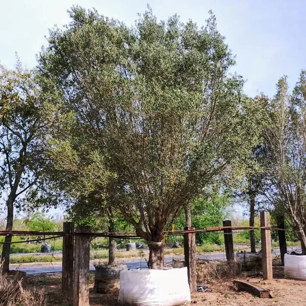 Arboles y plantas varios