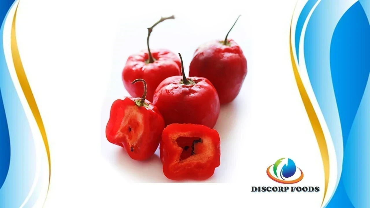 ROCOTO