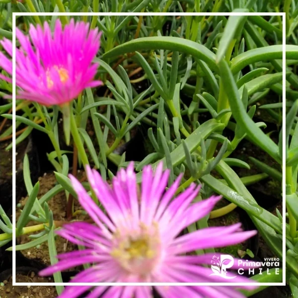 Delosperma Solstice – Bicolor