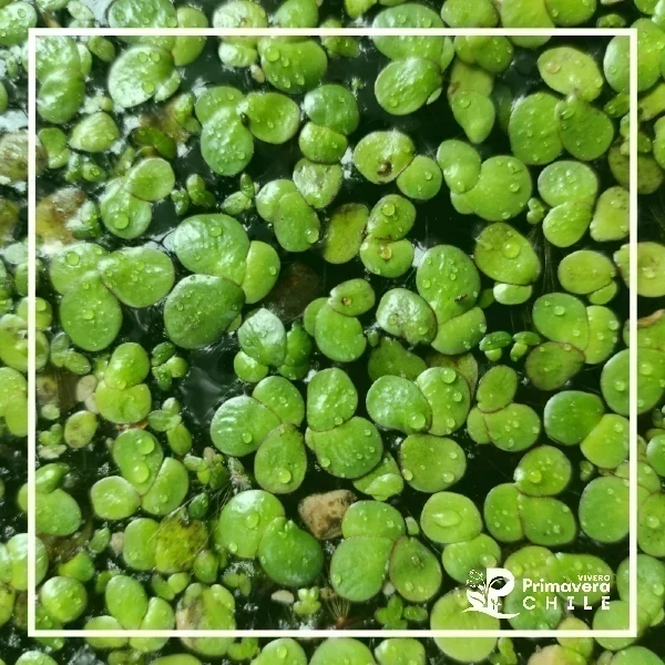Lenteja de Agua Mayor / Spirodela Polyrrhiza