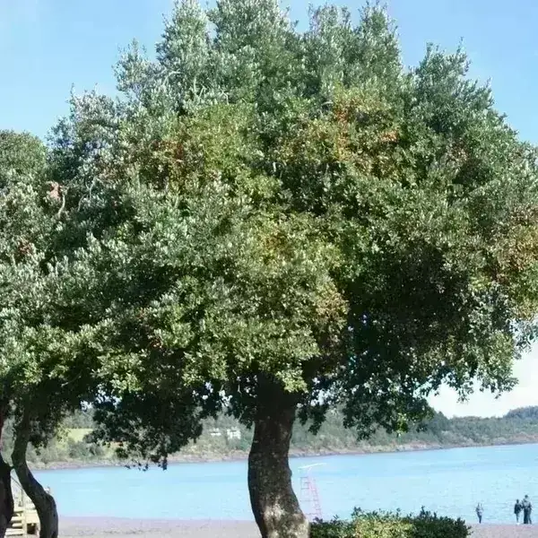 Peumo