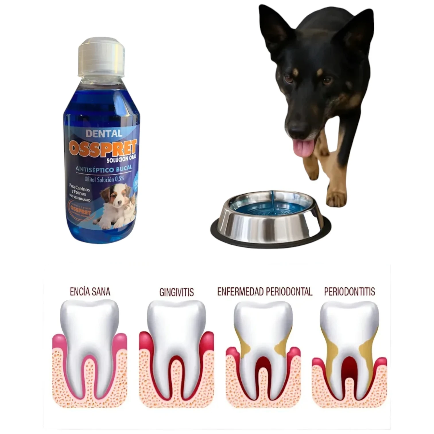 DENTAL OSSPRET  2