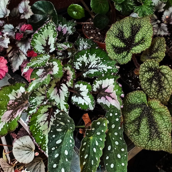 Begonias