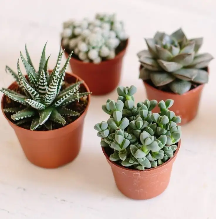 Mini cactus o suculenta