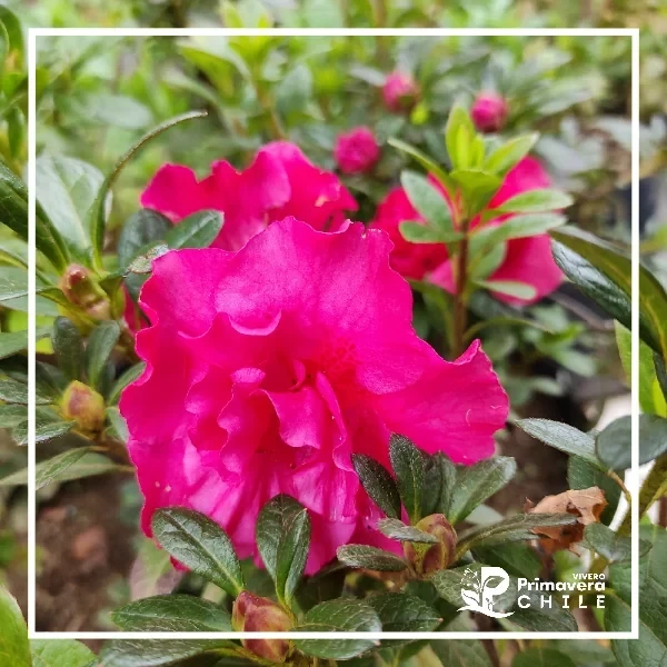 Azalea Fucsia Doble
