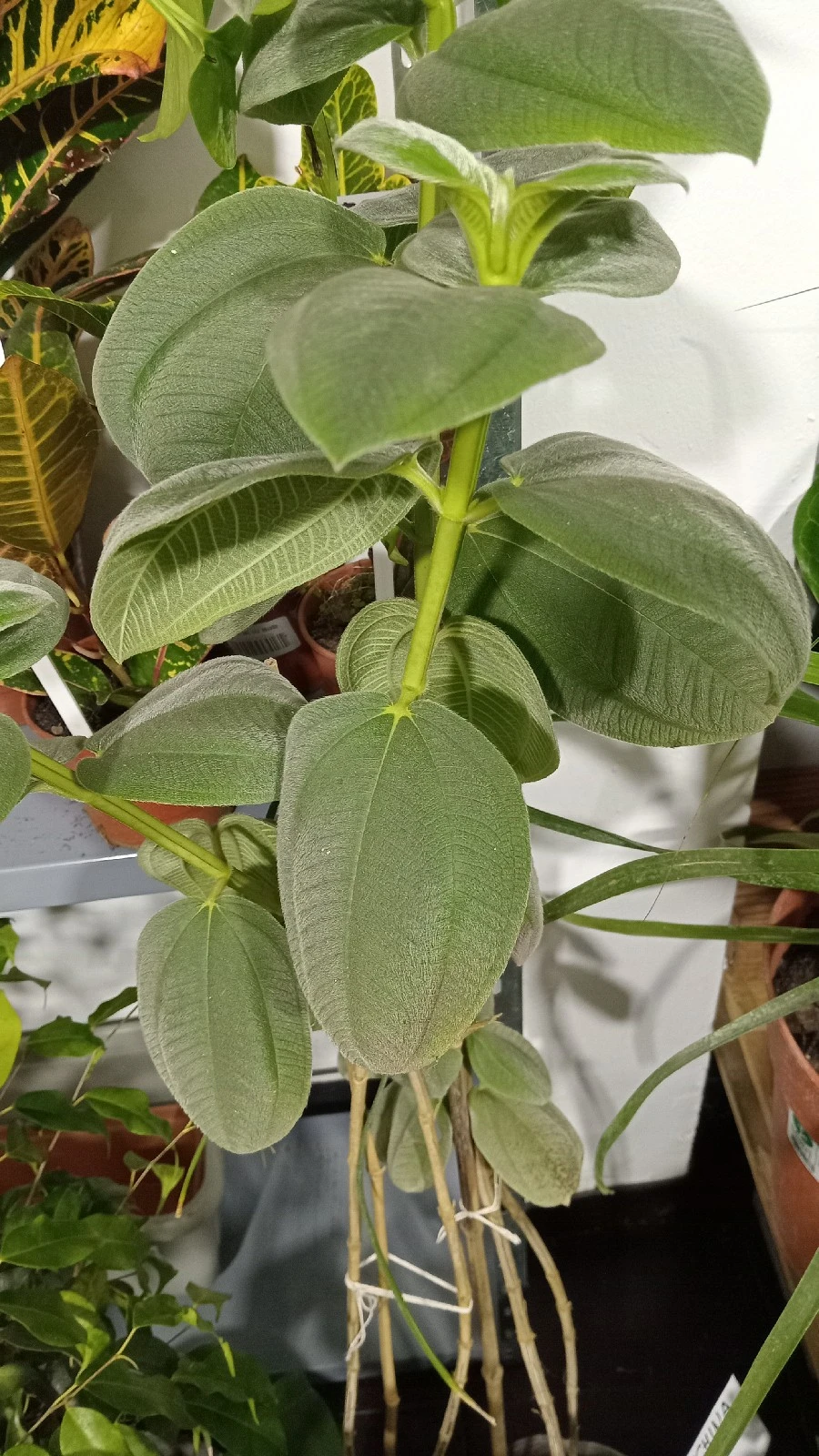 Tibouchina 2