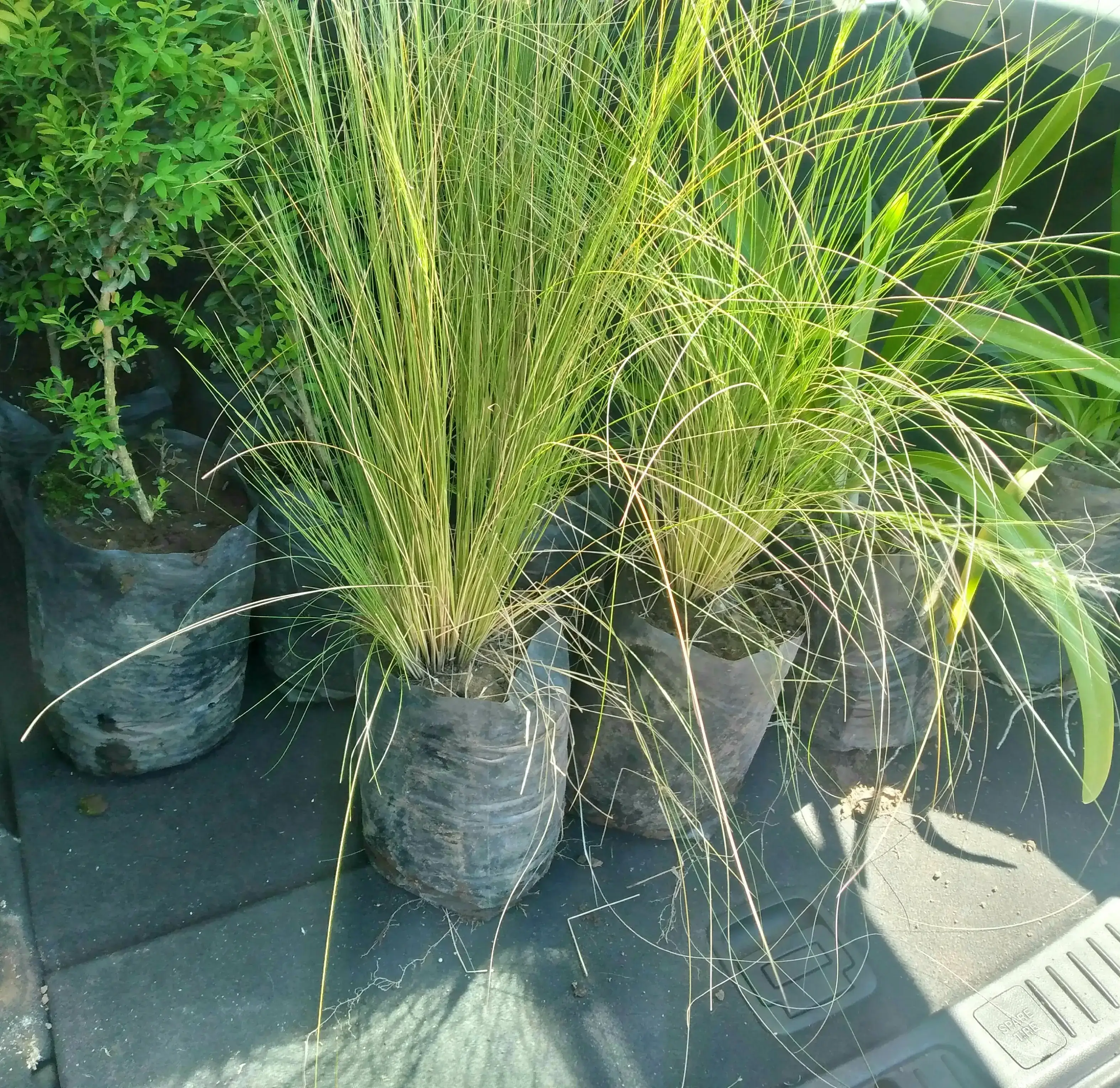 Estipa 4