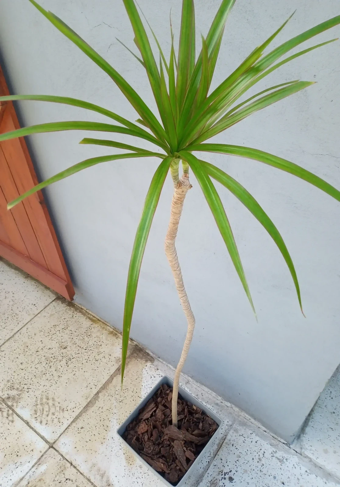 Dracena Marginata Verde 