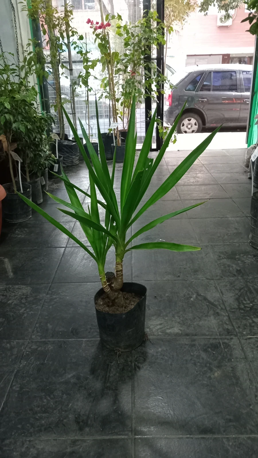 Yuca Palma 2