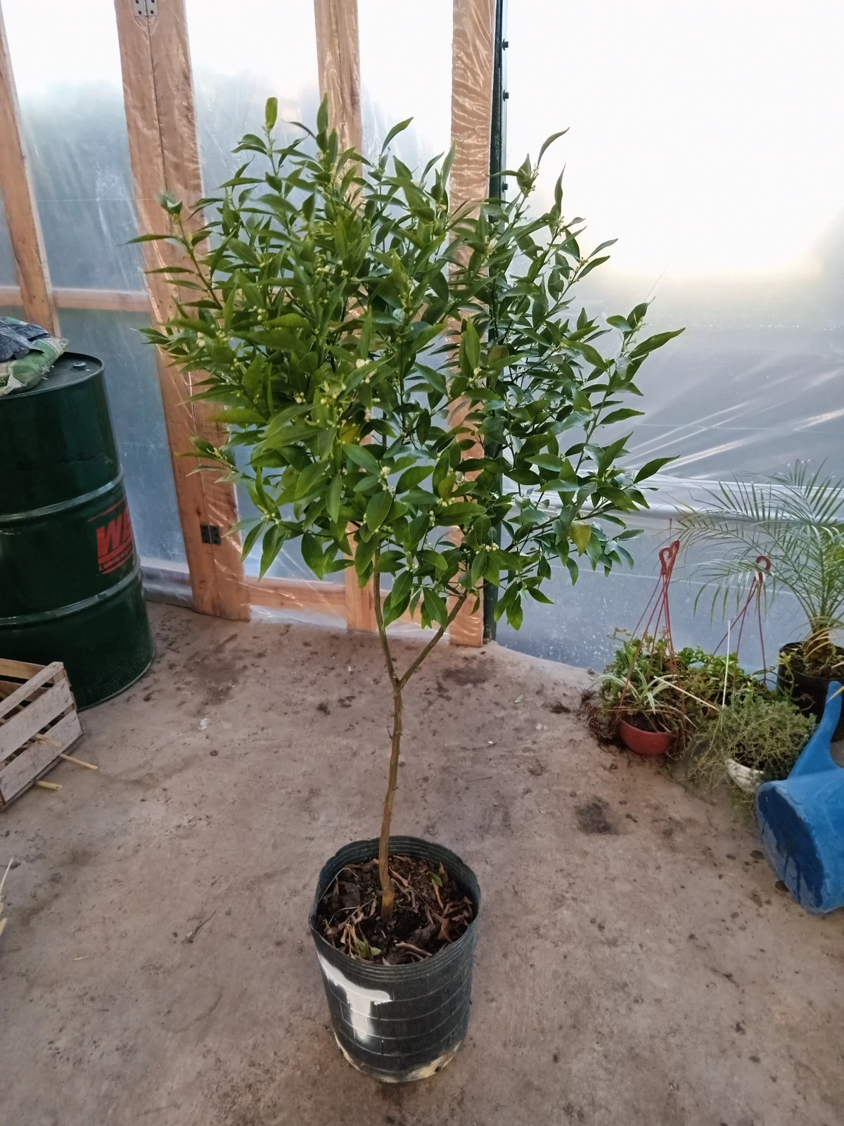 Mandarina Dulce 7 años Criolla