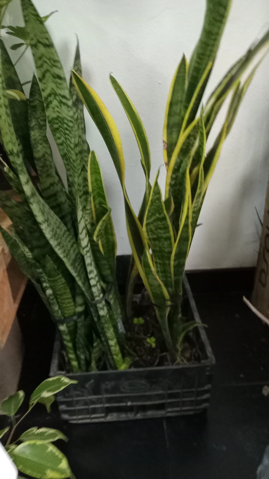 Sansevieria lengua de suegra