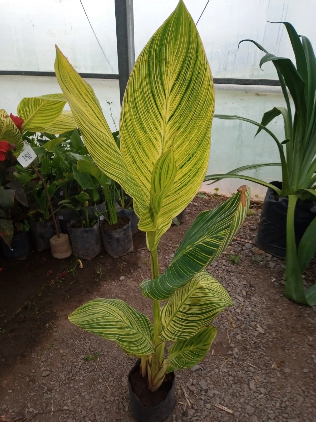 Achira disciplinado verde