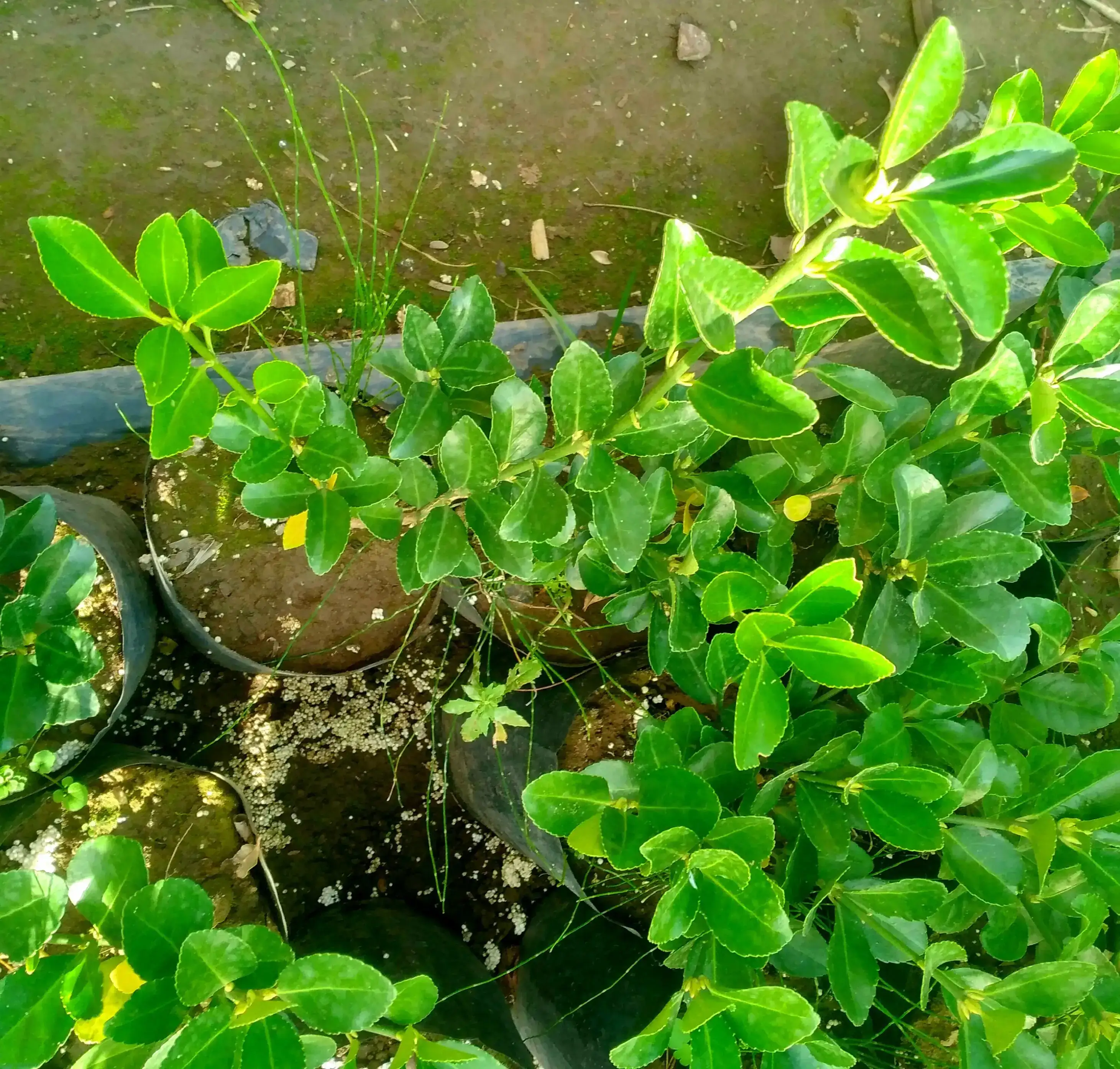 Evónimo verde 4