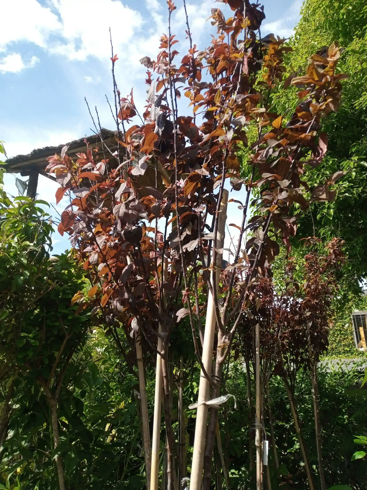 Prunus pisardi grande