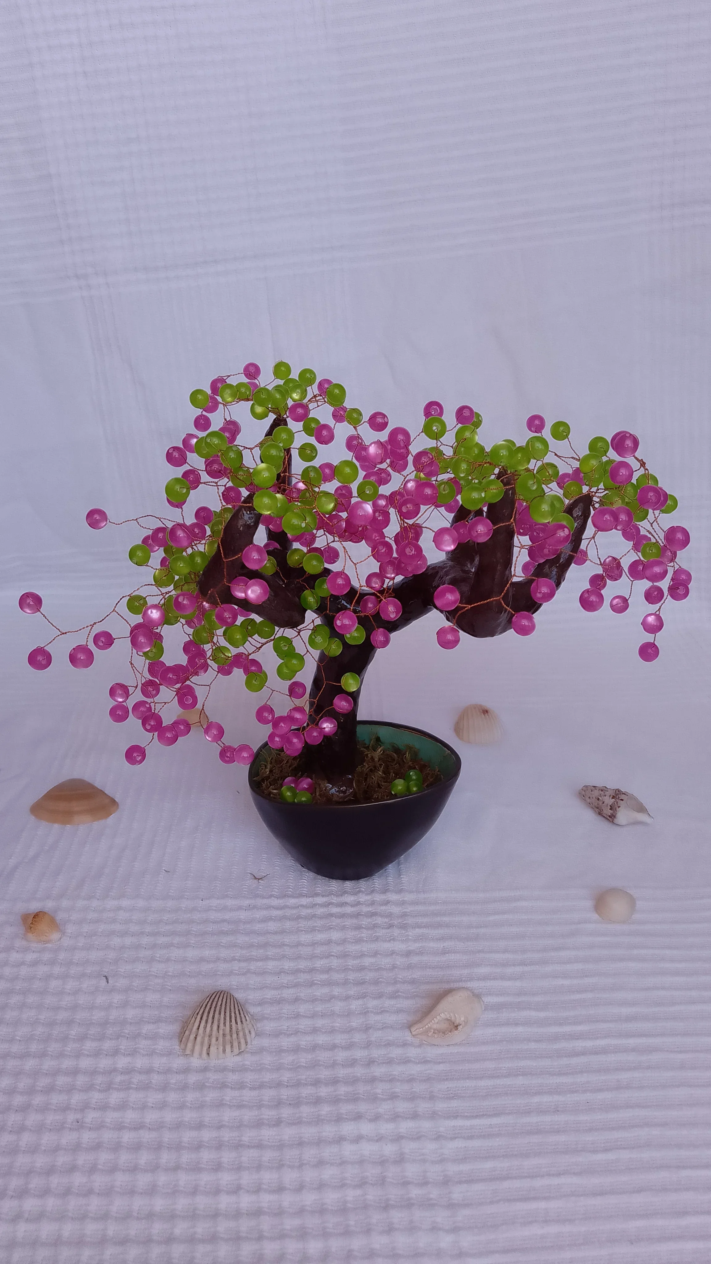 Bonsai Chocolate Fucsia