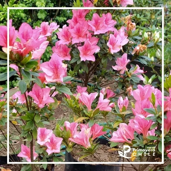 Azaleas Fucsia Clara Simple