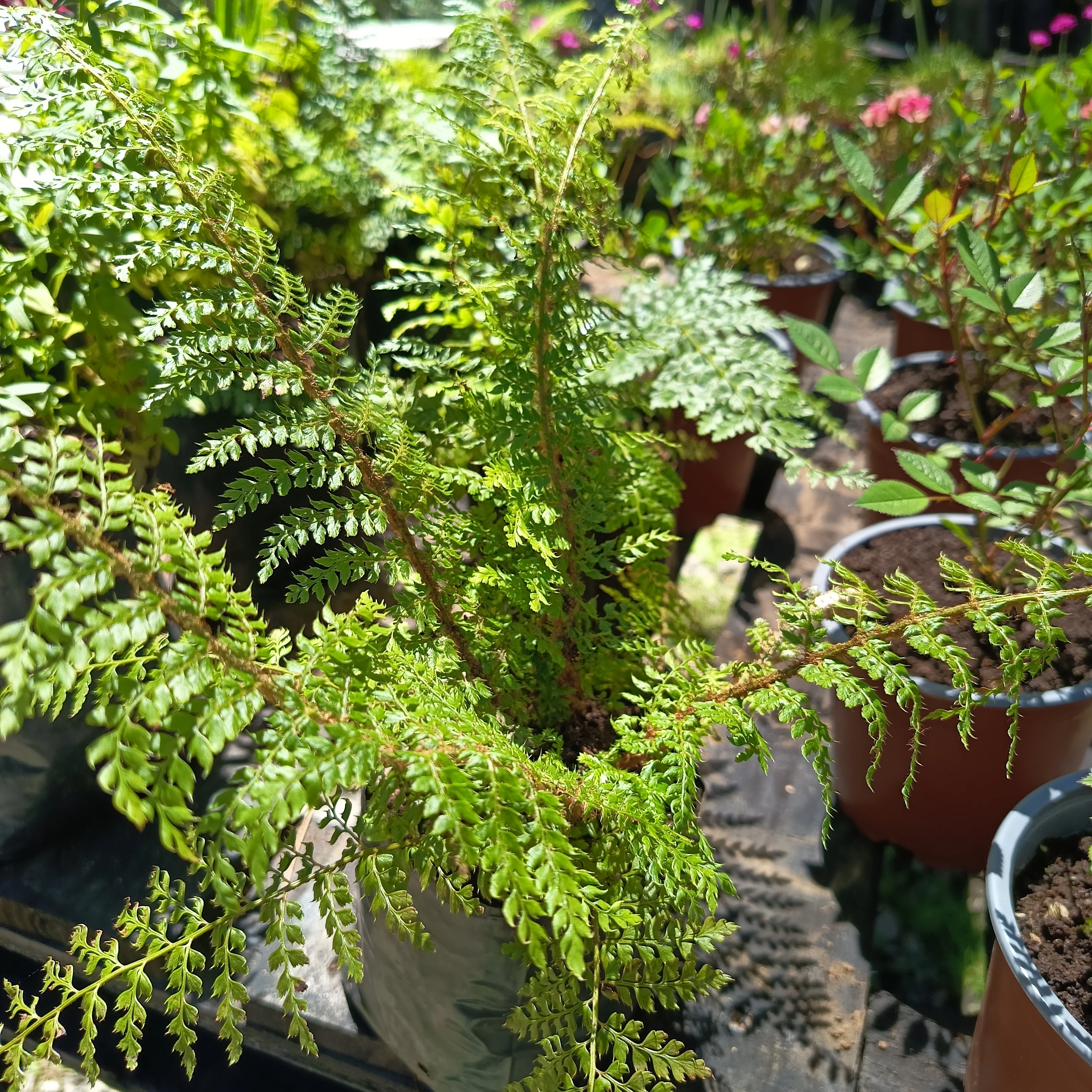Helecho Polystichum setiferum