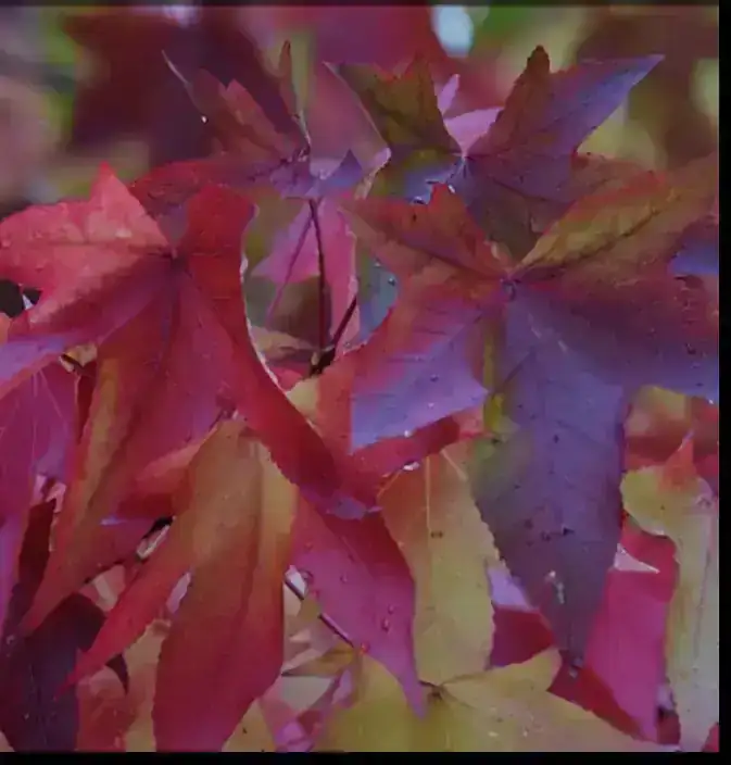 Liquidambar Grande