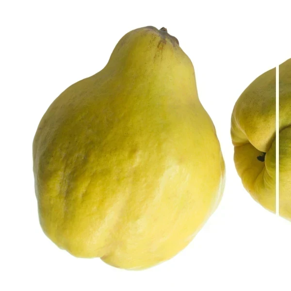 Membrillo Lúcuma (Cydonia oblonga - Cultivar)