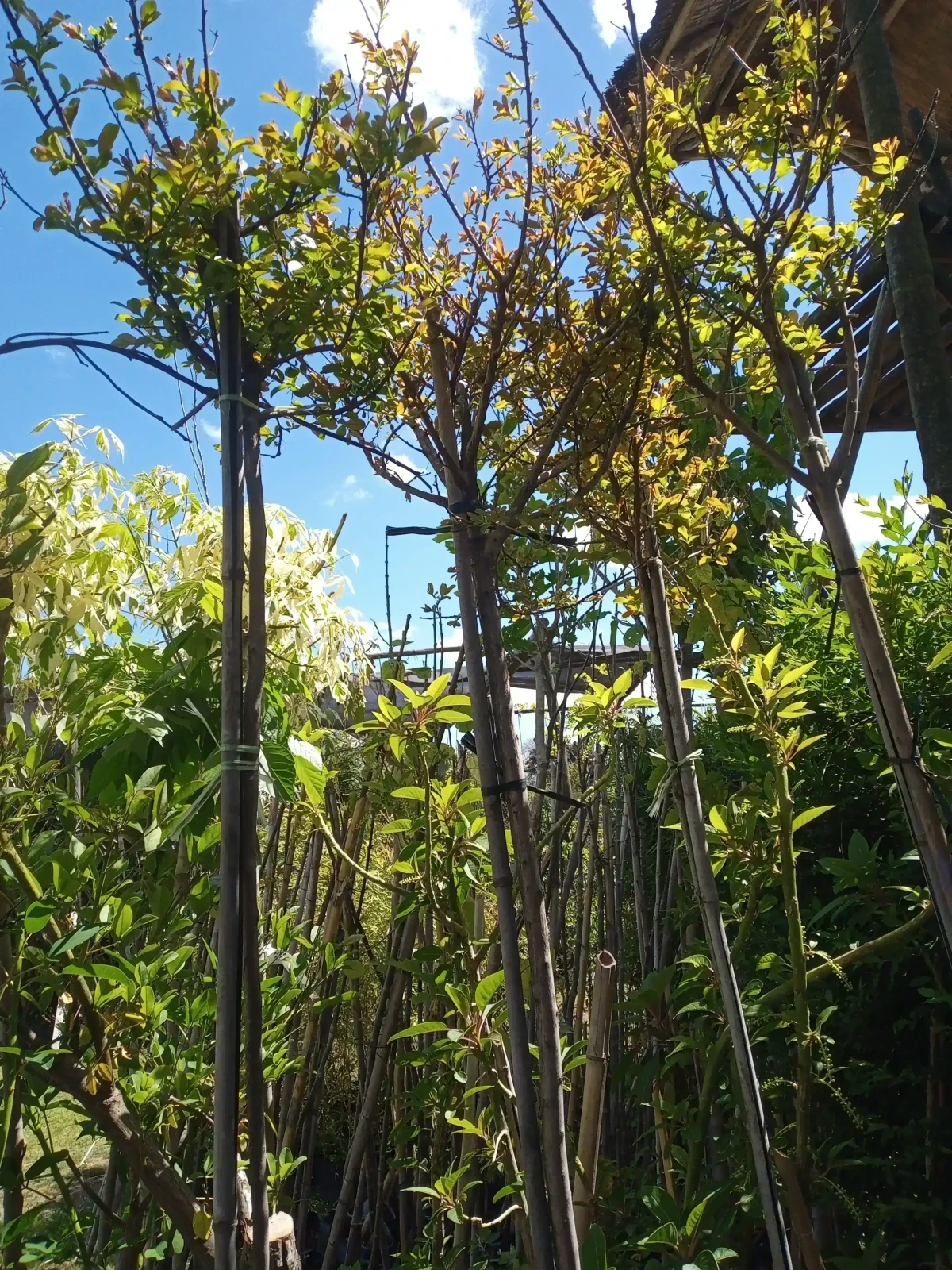 Crespon/Lagerstroemia Lila 2