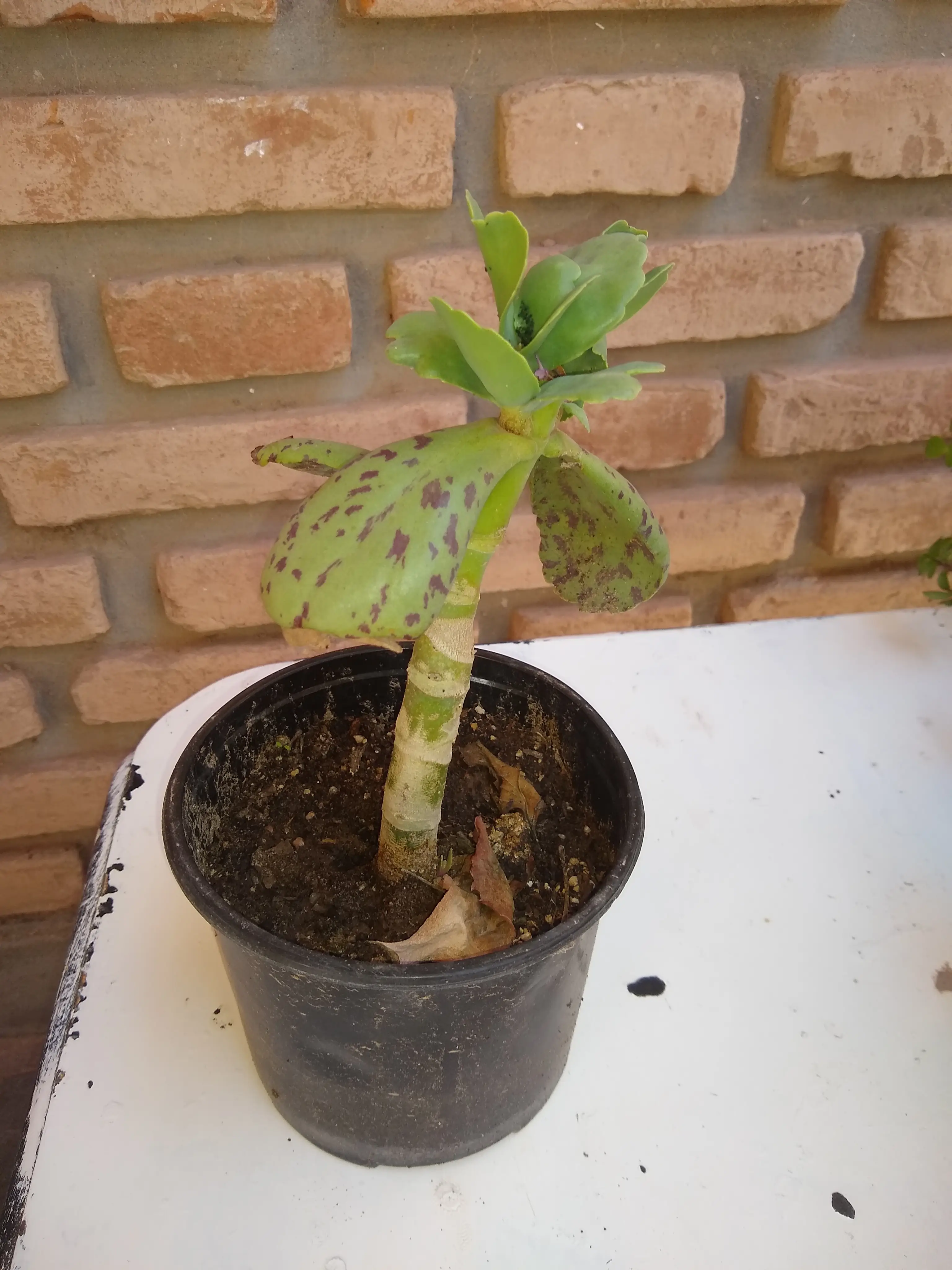 Espinita blanca (kalanchoe Marmorata Baker)