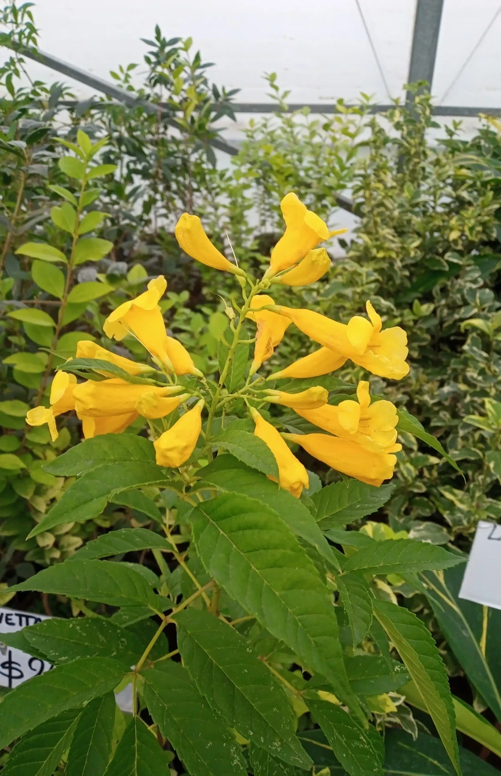 Guaran lapachillo amarillo 