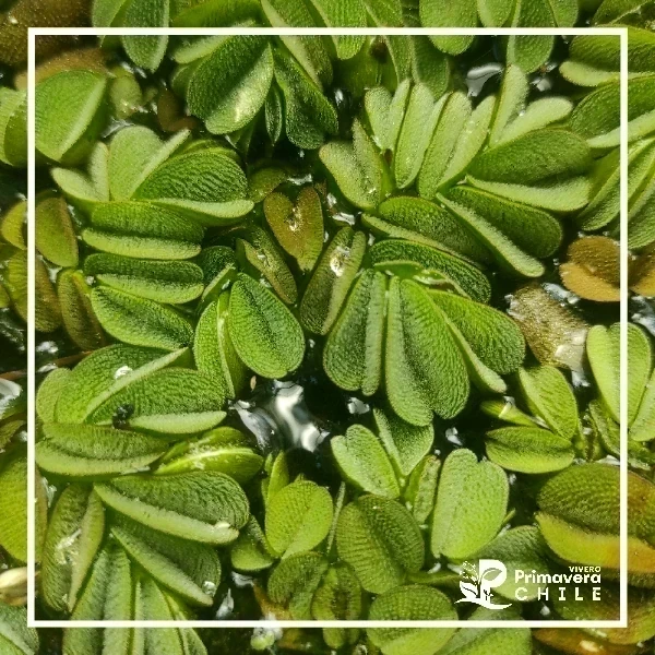 Salvinia