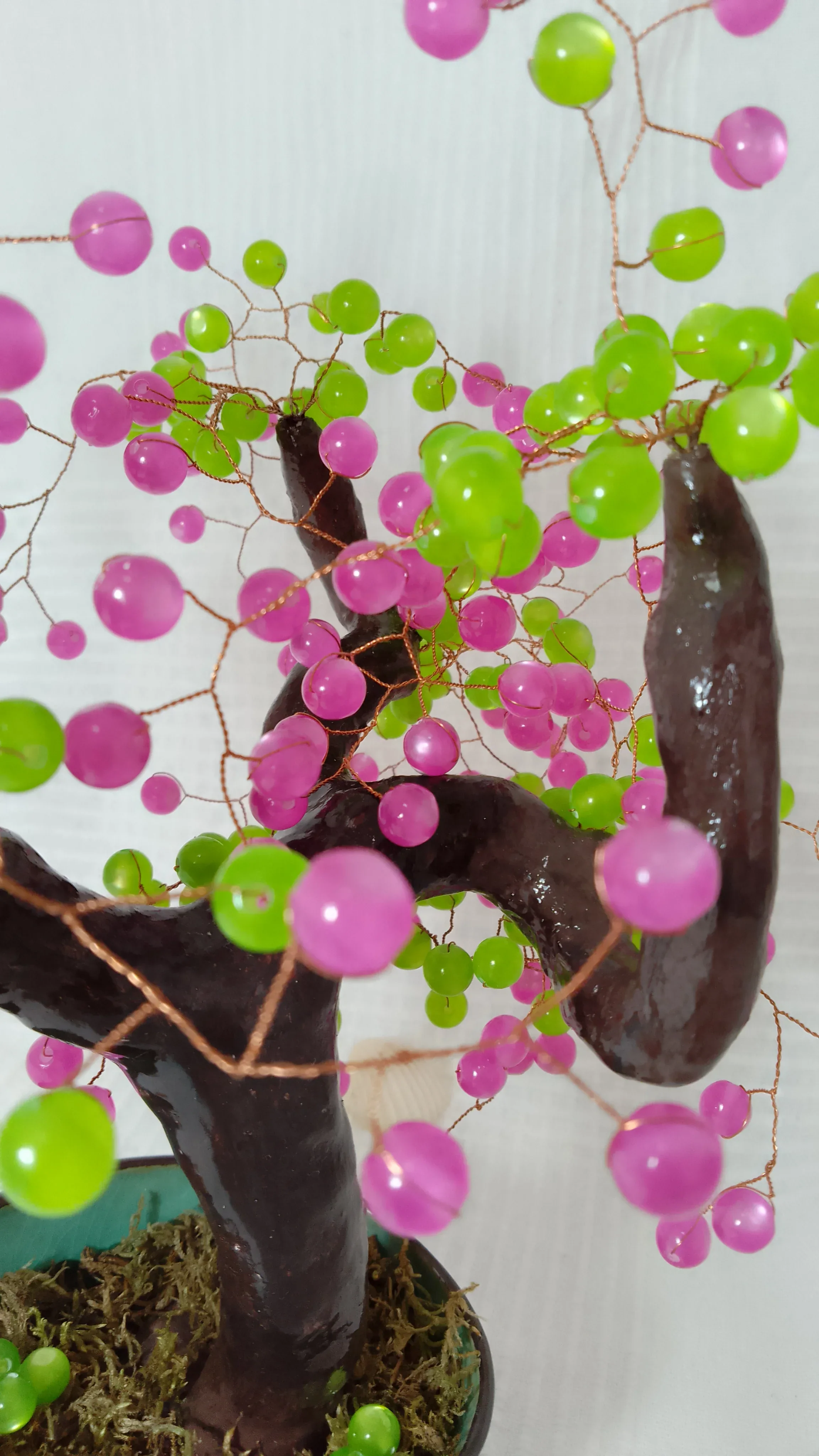 Bonsai Chocolate Fucsia 7