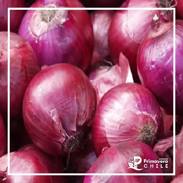 Semillas Cebolla Morada de Guarda 2