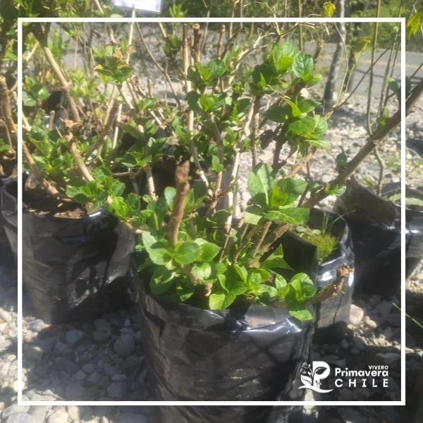 Hortensia Bol. N° 15 2