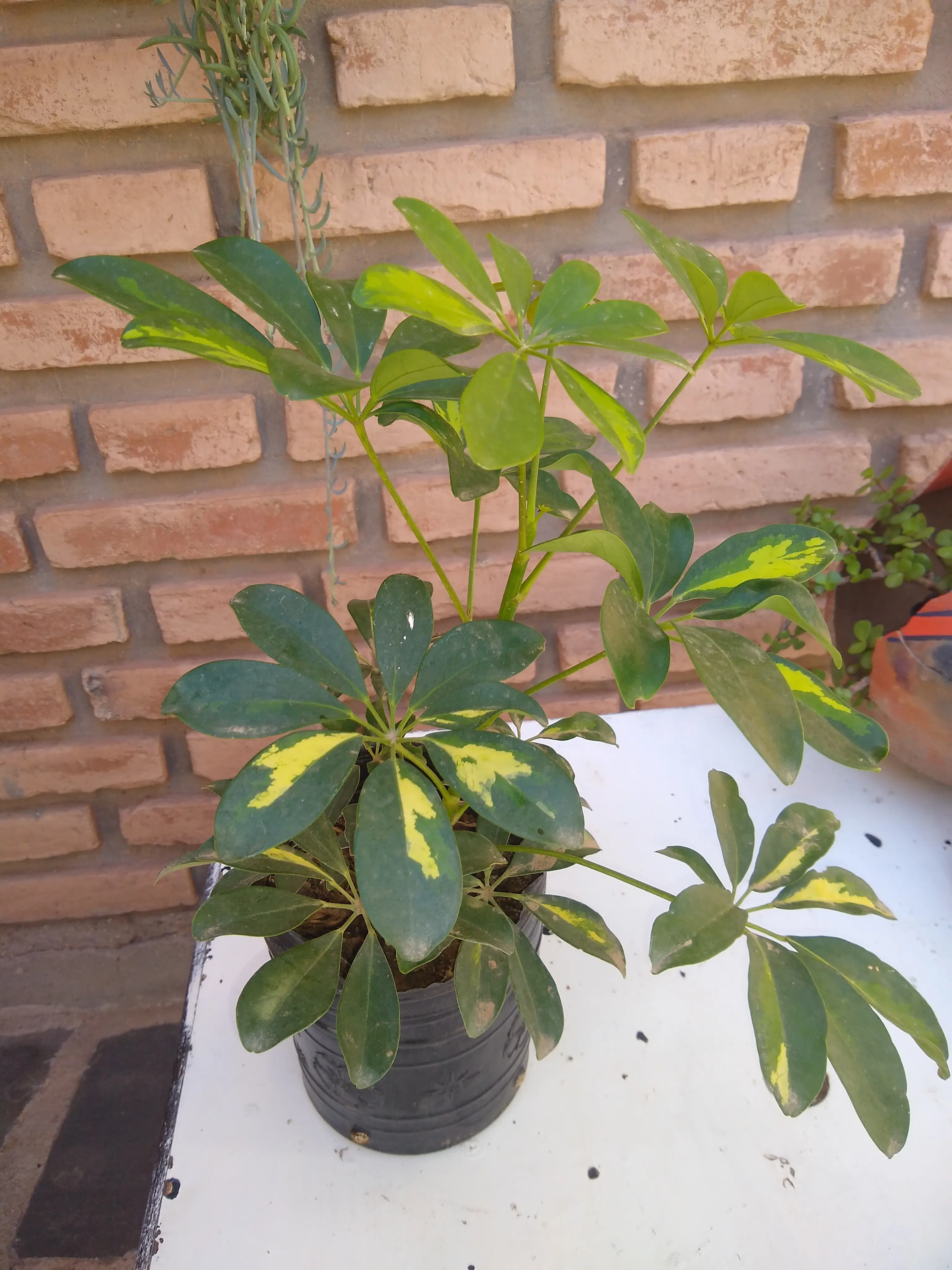 Cheflera, Aralia, Arbol Paraguayo. (Schefflera arboricola)