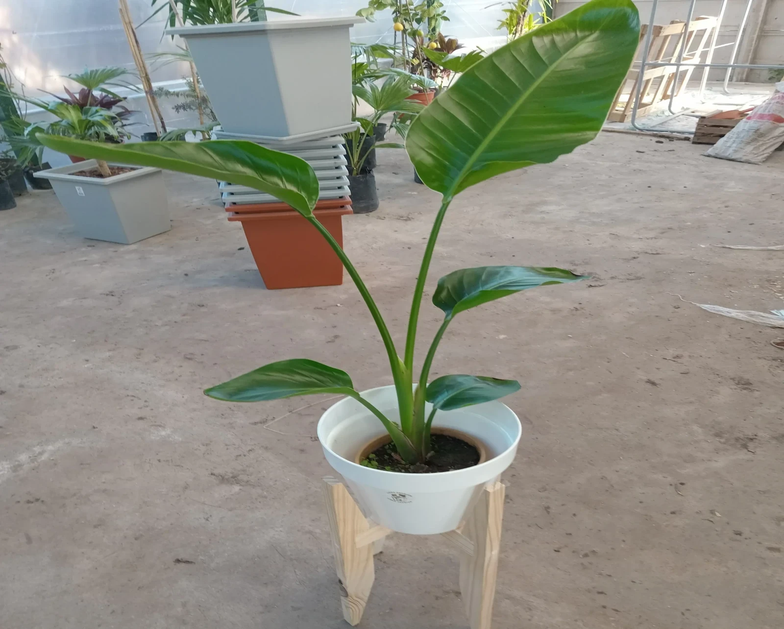 Strelitzia Nicolai 120cm c/Maceta 3