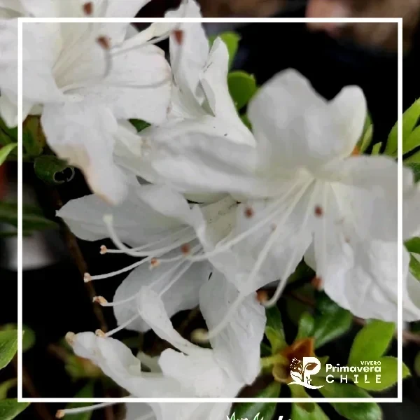 Azalea Blanca Doble Enana