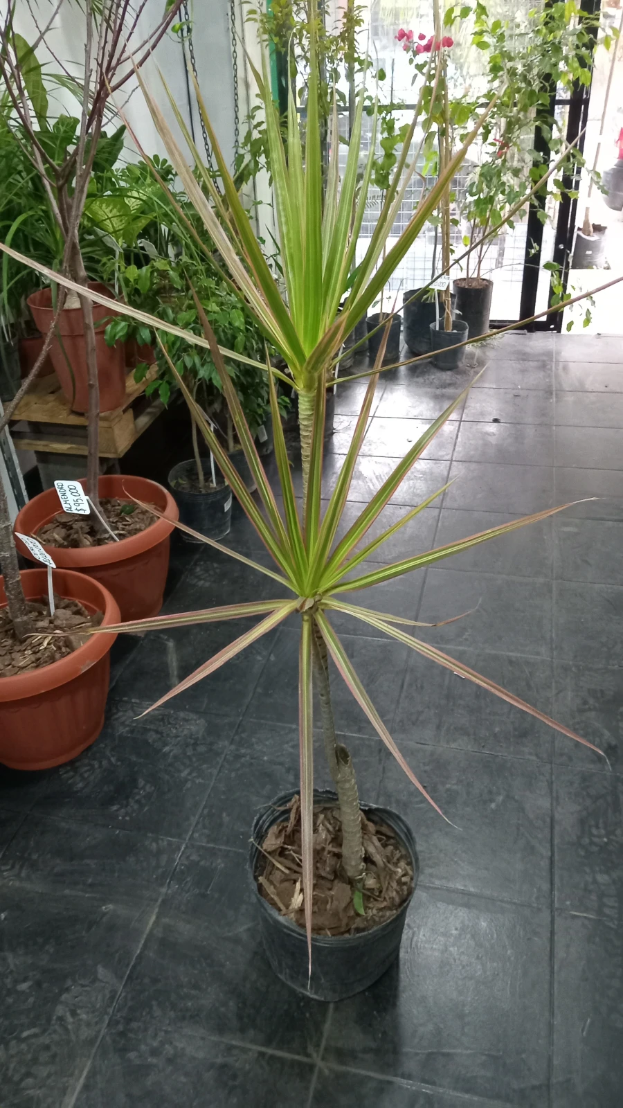 Dracena Multicolor