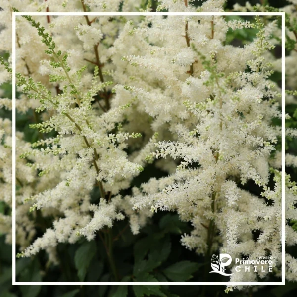 Astilbe Blanco (espumita)