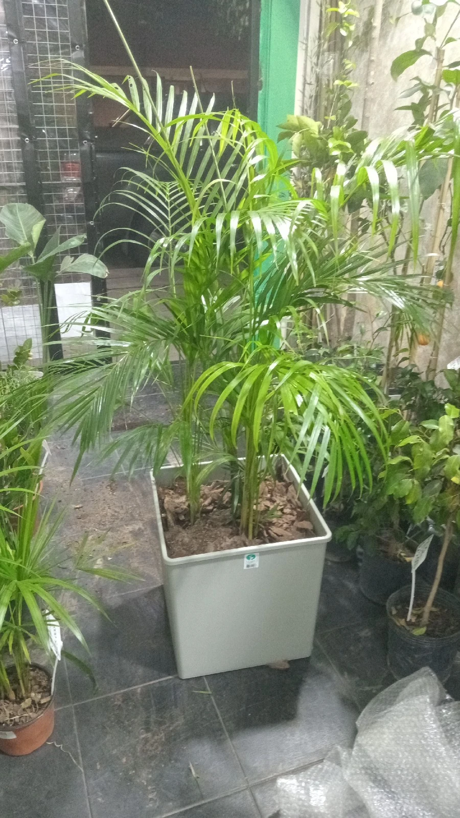 Areca en Maceta 4