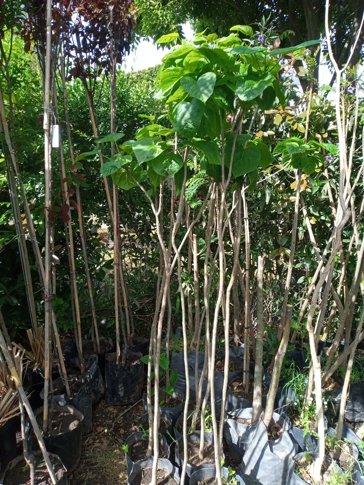 Catalpa mediano  2